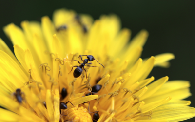 Ants – A Poem by Dr. KP Yohannan